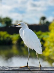 great blue heron ardea cinerea