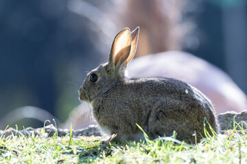 European Rabbit (Oryctolagus cuniculus) - Common in grasslands, Europe; photo in Casa de Campo, Madrid