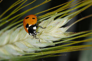 Marienkäfer, Siebenpunkt-Marienkäfer, Coccinella septempunctata