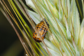 Marienkäfer, Siebenpunkt-Marienkäfer, Coccinella septempunctata