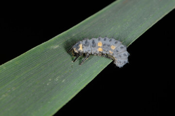 Marienkäfer, Siebenpunkt-Marienkäfer, Coccinella septempunctata