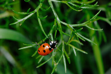 Marienkäfer, Siebenpunkt-Marienkäfer, Coccinella septempunctata