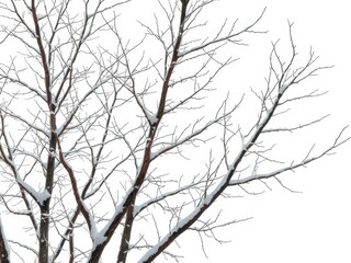 Naklejka premium Stark, wintery branches against a bright white backdrop, clean, silhouette, element
