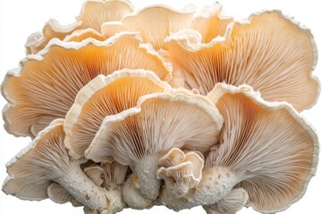 Close-up of Oyster Mushrooms