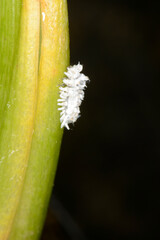 Australischer Marienkäfer, Cryptolaemus montrouzieri