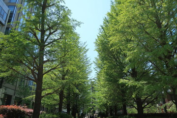 東京都日本橋浜町にあるビジネスビル周辺の街路樹の風景　都市風景