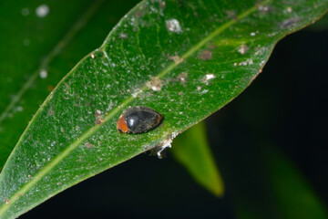 Australischer Marienkäfer, Cryptolaemus montrouzieri