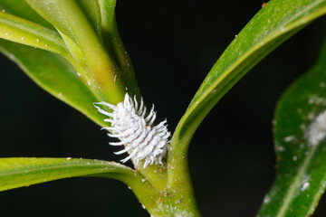 Australischer Marienkäfer, Cryptolaemus montrouzieri