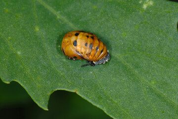 Marienkäfer, Siebenpunkt-Marienkäfer, Coccinella septempunctata