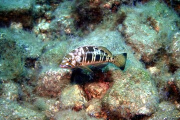 Grouper Fish in the Atlantic Ocean – Tenerife