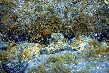 Octopus / Sepia in in the Atlantic Ocean – Tenerife