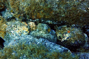 Octopus / Sepia in in the Atlantic Ocean – Tenerife