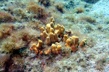 Underwater World in the Atlantic Ocean – Tenerife
