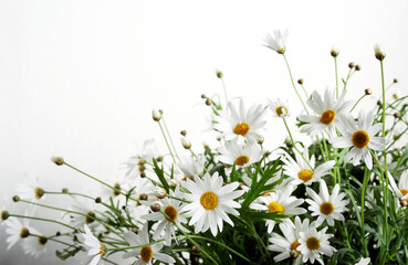 daisies in a field