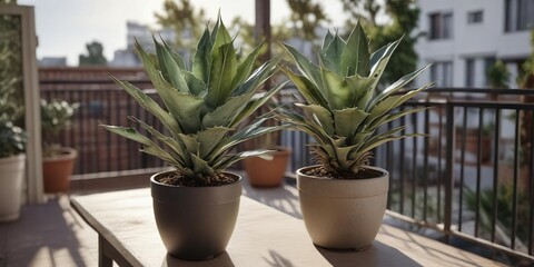 Fototapeta premium Mature Agave Americana Variegata in a pot on a balcony or patio, patio plants, decorative pots