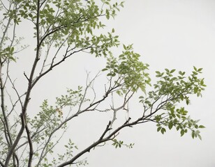 Fototapeta premium Thinly branched wiry shrub with pale green leaves and stems against white backdrop , backdrop, garden, wiry shrub