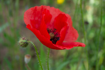 Papaver