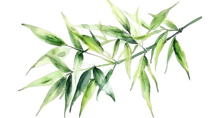 Watercolor Bamboo Branch  Green Leaves  Botanical Illustration  Nature Painting
