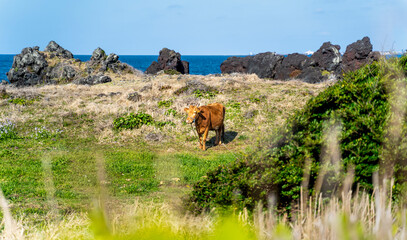 Serenity by the Sea,Coastal Cow