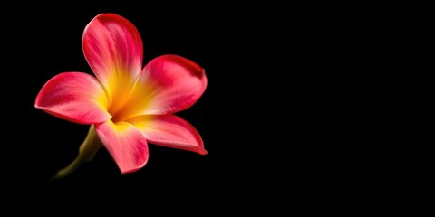 Fototapeta premium A single pink and yellow flower blooms against a dark background, showcasing its delicate petals and vibrant colors.