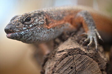 southeastern girdled lizard