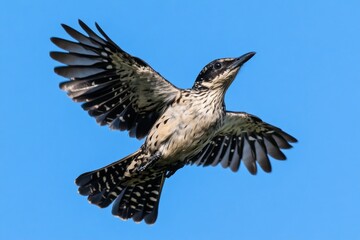 Obraz premium A small bird learning to fly, with its wings spread wide for the first time against a vibrant blue sky