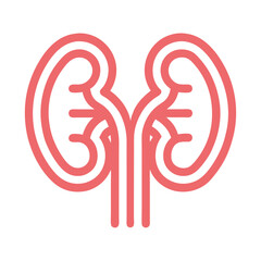 Urinary System Vector Design for Education