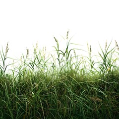 Obraz premium Lush Green Grass with Delicate Blades Against White Background