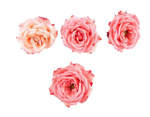 bouquet of pink roses