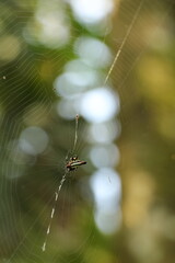 spider on a web