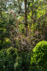Evergreen garden. Beautiful lilac foliage on curved branches of barberry Berberis thunbergii Atropurpurea against blurred background of greenery. Nature concept for design. Selective focus