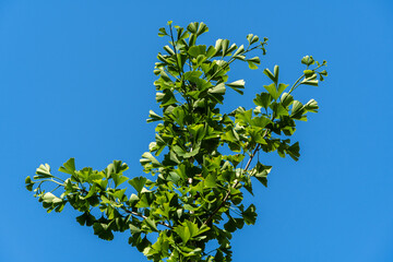 Ginkgo tree (Ginkgo biloba) or ginkgo with bright green new leaves against blue spring sky. Selective close-up. Fresh wallpaper nature concept. Place for your text