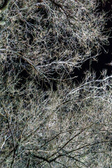 This nighttime photo captures a mesmerizing view of intertwined tree branches set against a pitch-black sky. The illuminated branches create intricate patterns, highlighting nature's complex structure