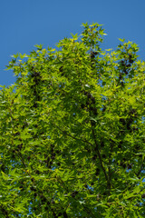Last year's brown prickly balls similar to coronavirus bacteria - 2019-nCoV, covid-19 close-up among young green leaves on branches of Liquidambar styraciflua tree. Nature concept to stop coronavirus