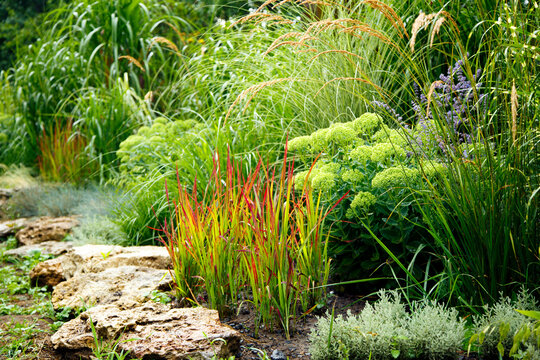 Erianthus, miscanthus, pennesetum in landscape design. Cereal grasses miscanthus in park landscaping. Landscape design, gardens and parks.  