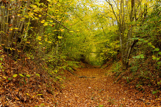 Serene Forest Pathway Covered in Autumn Leaves with Vibrant Foliage