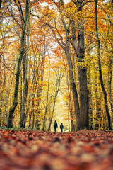 Des randonneurs dans une forêt de feuillus en automne avec des couleurs jaunes orangés