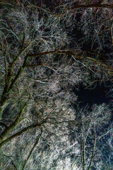 A mesmerizing view of bare tree branches illuminated against a dark night sky. The intricate patterns and textures of the branches create a captivating and dramatic composition