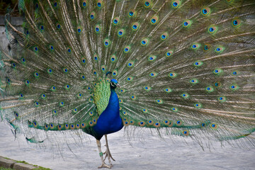 Obraz premium Portait d'un paon