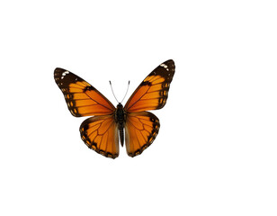 Obraz premium butterfly isolated on white