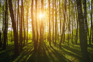 Sunset or sunrise in a spring birch forest with bright young foliage glowing in the rays of the sun...