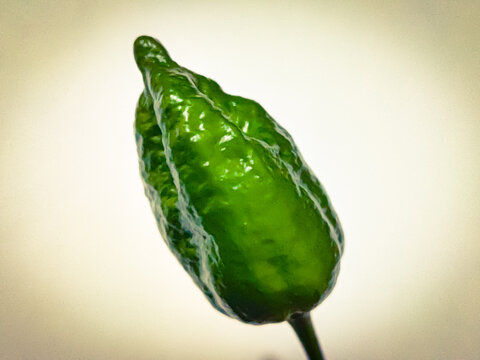 Dorset Naga or Naga Morich peppers (Capsicum chinense x C. frutescens). whole green pods.