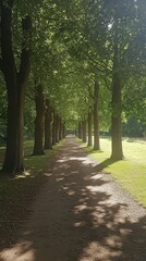 Fototapeta premium Serene Tree-Lined Pathway for Relaxation and Nature Exploration