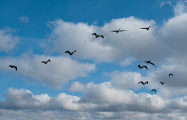 West Africa. Senegal. A small flock of pelicans fly together against the background of clouds and blue sky.