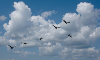 West Africa. Senegal. A small flock of pelicans fly together against the background of clouds and blue sky.