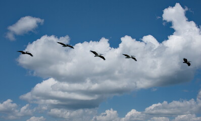 West Africa. Senegal. A small flock of pelicans fly together against the background of clouds and blue sky.