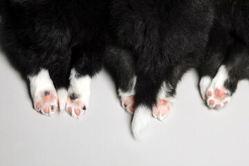 Three puppies lie together. View from above, fragment close-up of paws and tails. Border Collie