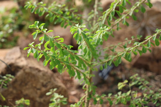 Leuenbergeria is a genus of flowering plants in the family Cactaceae, mostly native to the Caribbean. Leuenbergeria vines grow as trees or shrubs. The stems have spines. subfamily Leuenbergerioideae
