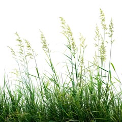 Obraz premium Green Grasses and Tall Plants Isolated on White Background