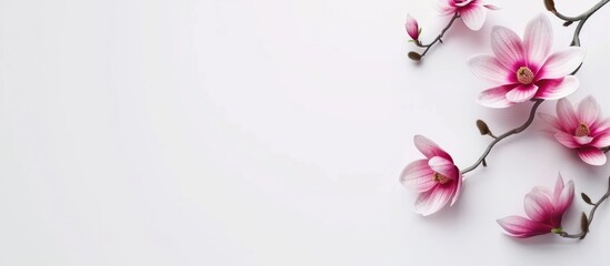 Naklejka premium White background with pink magnolia flowers on the right side, empty space for text in the middle of the image